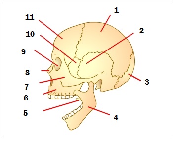 Detail Gambar Rangka Kepala Nomer 53