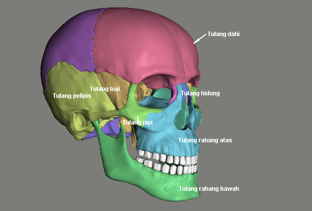 Detail Gambar Rangka Kepala Nomer 9