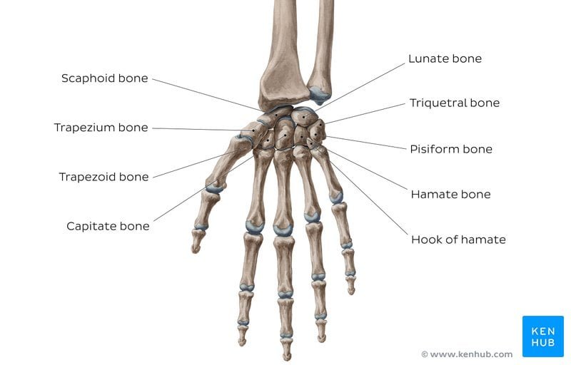 Detail Gambar Rangka Tangan Nomer 24