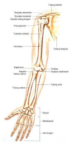 Detail Gambar Rangka Tangan Nomer 28