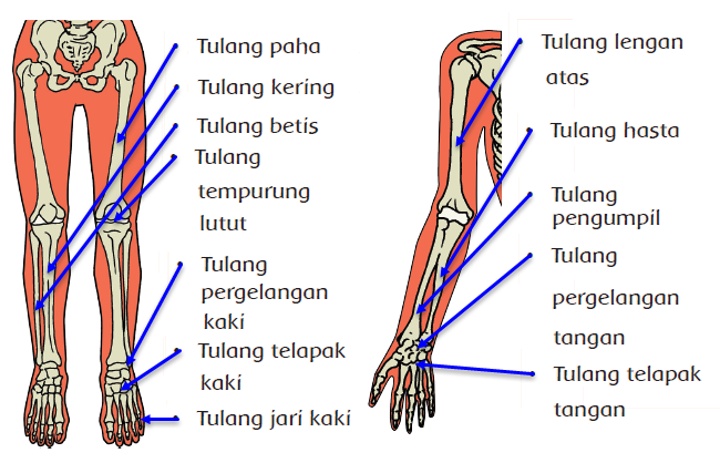 Detail Gambar Rangka Tangan Nomer 29