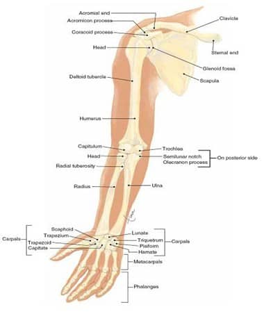 Detail Gambar Rangka Tangan Nomer 30