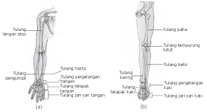 Detail Gambar Rangka Tangan Nomer 36