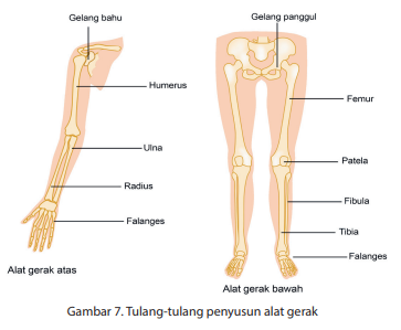 Detail Gambar Rangka Tangan Nomer 52