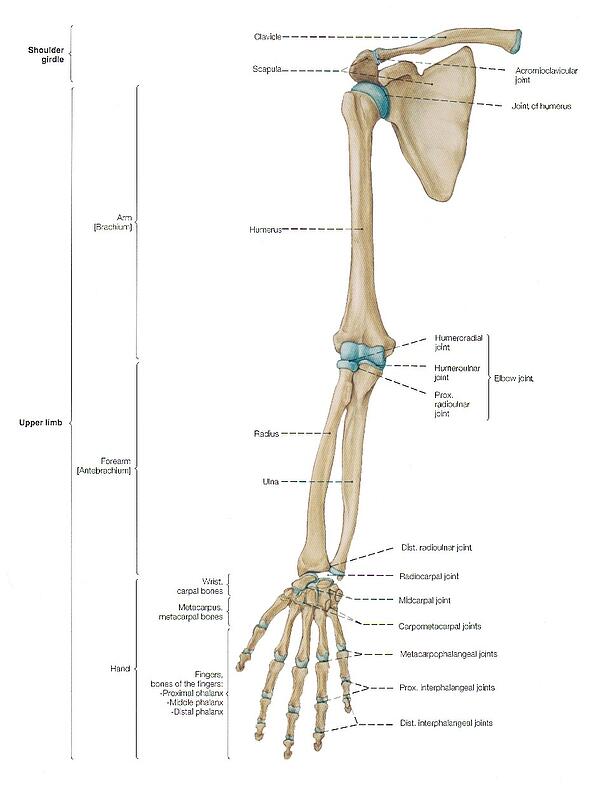 Detail Gambar Rangka Tangan Nomer 7