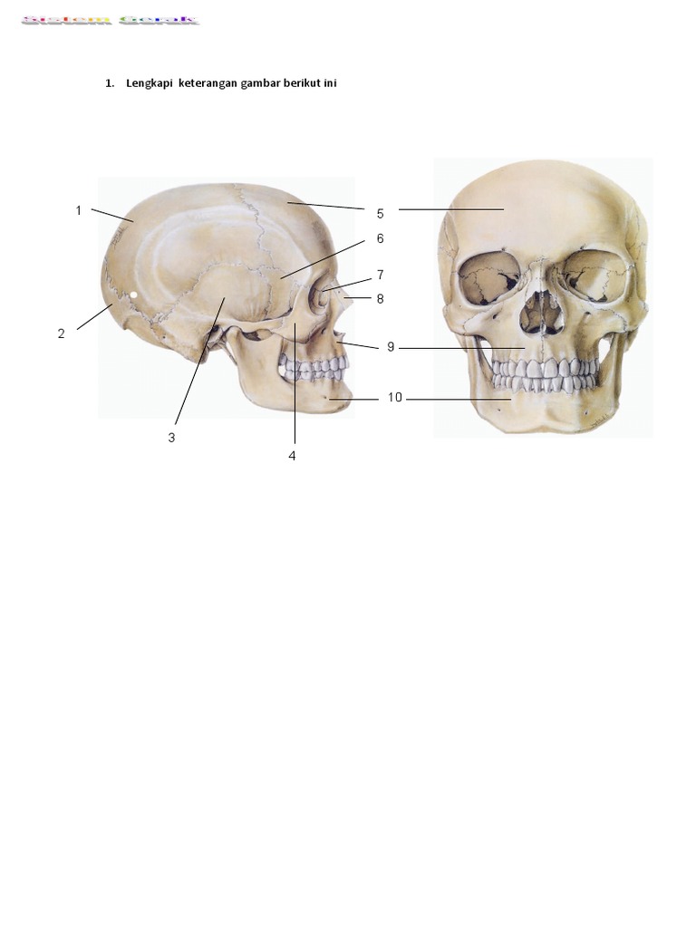 Detail Gambar Rangka Tengkorak Nomer 28