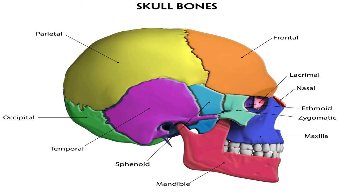 Detail Gambar Rangka Tengkorak Nomer 34