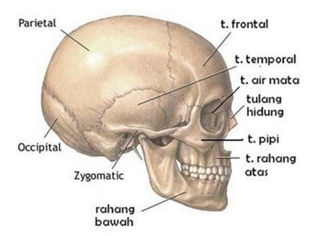 Detail Gambar Rangka Tengkorak Nomer 35