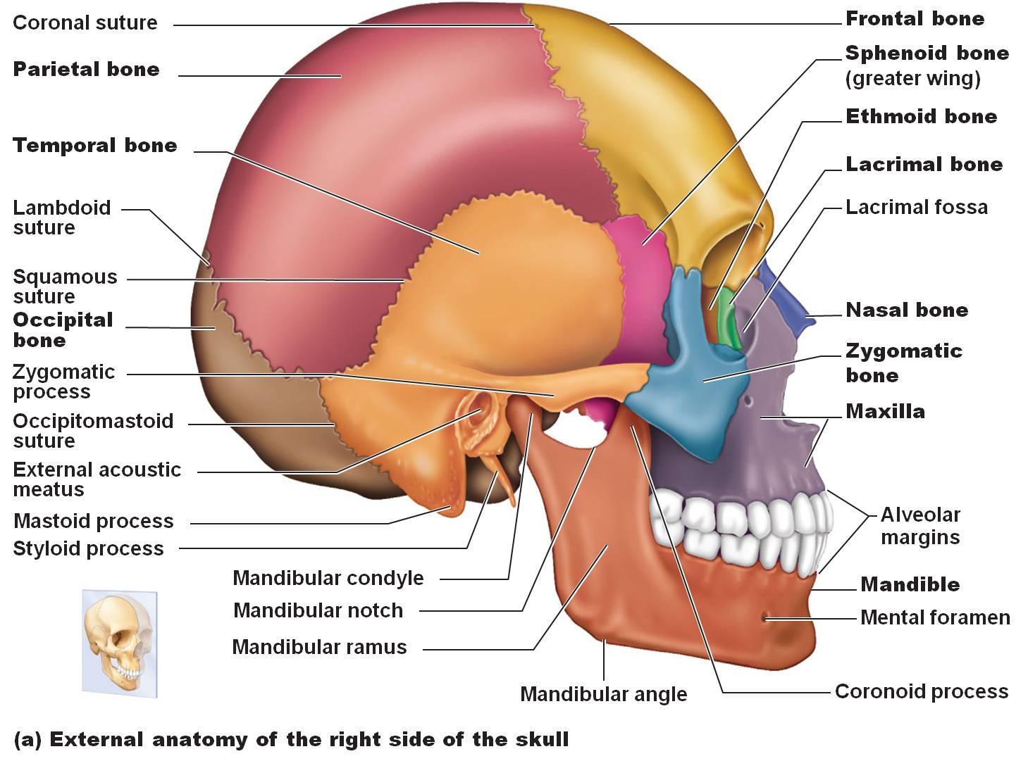 Detail Gambar Rangka Tengkorak Nomer 40