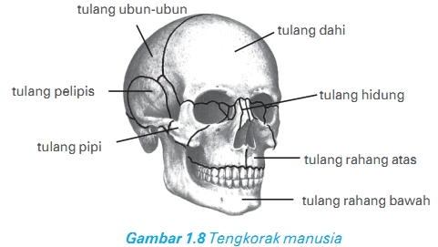 Detail Gambar Rangka Tengkorak Nomer 44