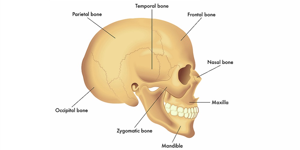 Download Gambar Rangka Tengkorak Nomer 10