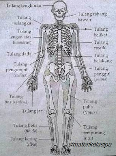 Detail Gambar Rangka Tubuh Nomer 15