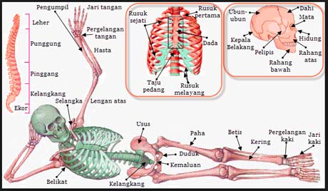 Detail Gambar Rangka Tubuh Nomer 39