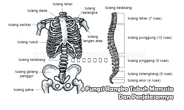 Detail Gambar Rangka Tubuh Nomer 10