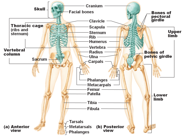 Detail Gambar Rangka Tulang Nomer 4