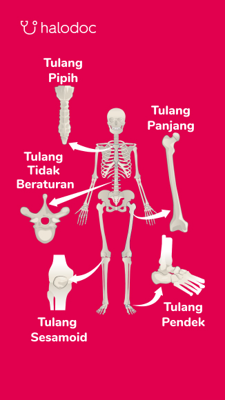 Detail Gambar Rangka Tulang Nomer 39