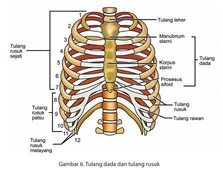 Detail Gambar Rangka Tulang Nomer 50