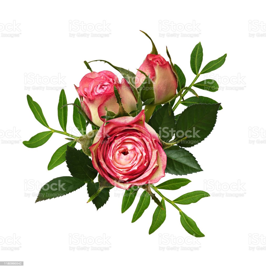 Detail Gambar Rangkaian Bunga Mawar Merah Muda Nomer 9