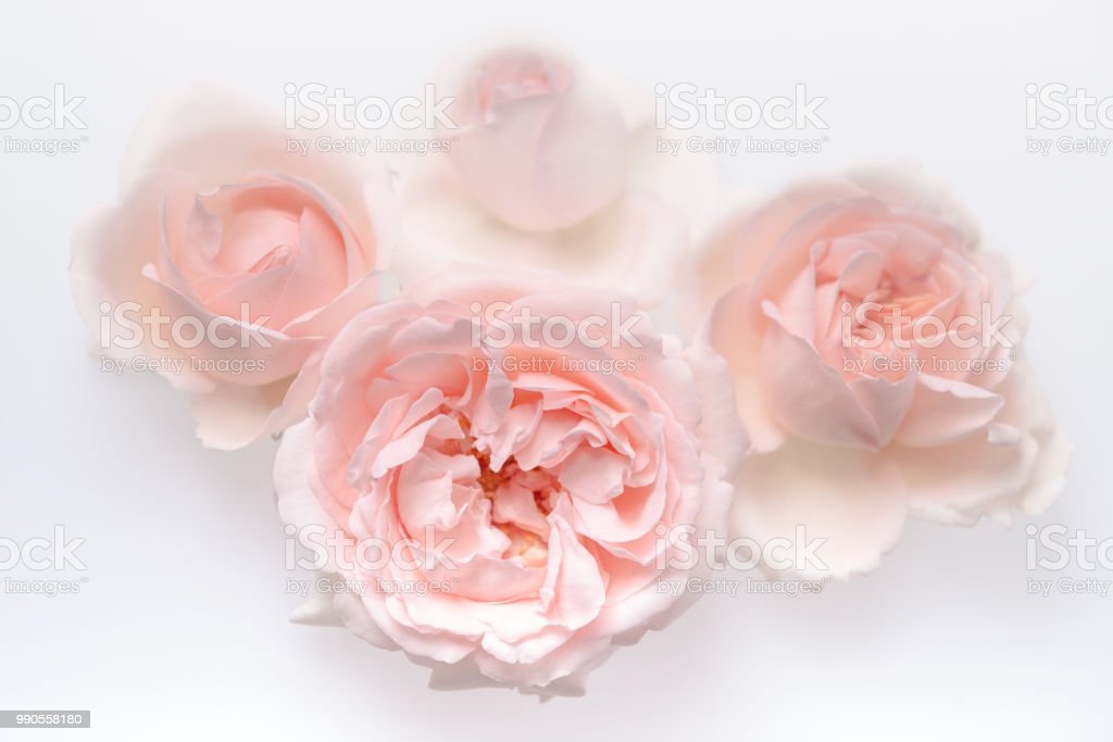 Detail Gambar Rangkaian Bunga Mawar Merah Muda Nomer 10