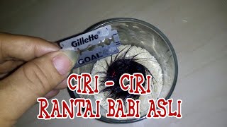 Detail Gambar Rantai Babi Asli Nomer 45