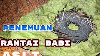 Detail Gambar Rantai Babi Asli Nomer 47