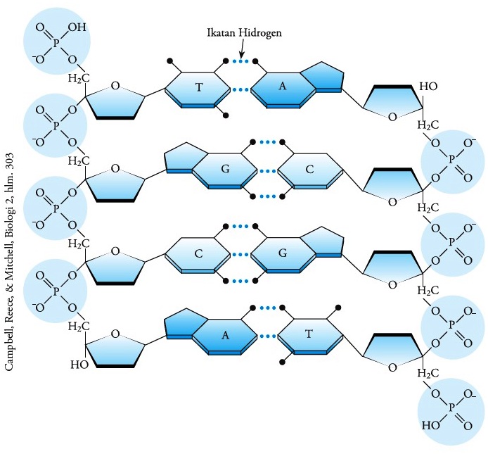 Detail Gambar Rantai Dna Nomer 11