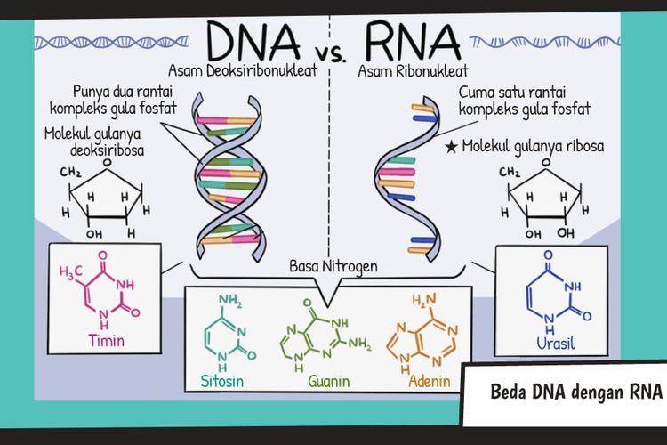 Detail Gambar Rantai Dna Nomer 12