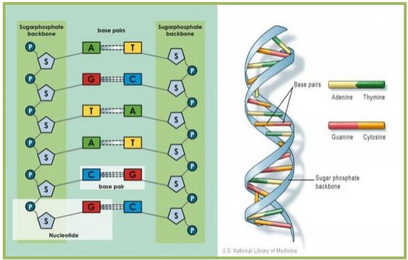 Detail Gambar Rantai Dna Nomer 13