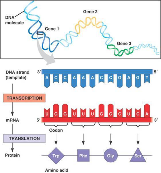 Detail Gambar Rantai Dna Nomer 15