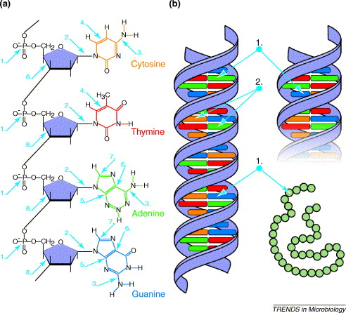 Detail Gambar Rantai Dna Nomer 18