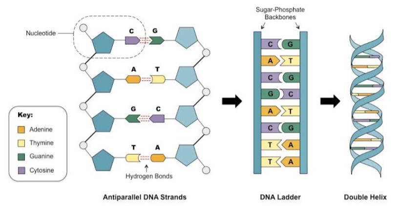 Detail Gambar Rantai Dna Nomer 22