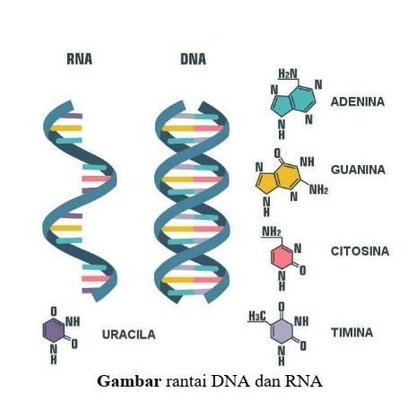 Detail Gambar Rantai Dna Nomer 23