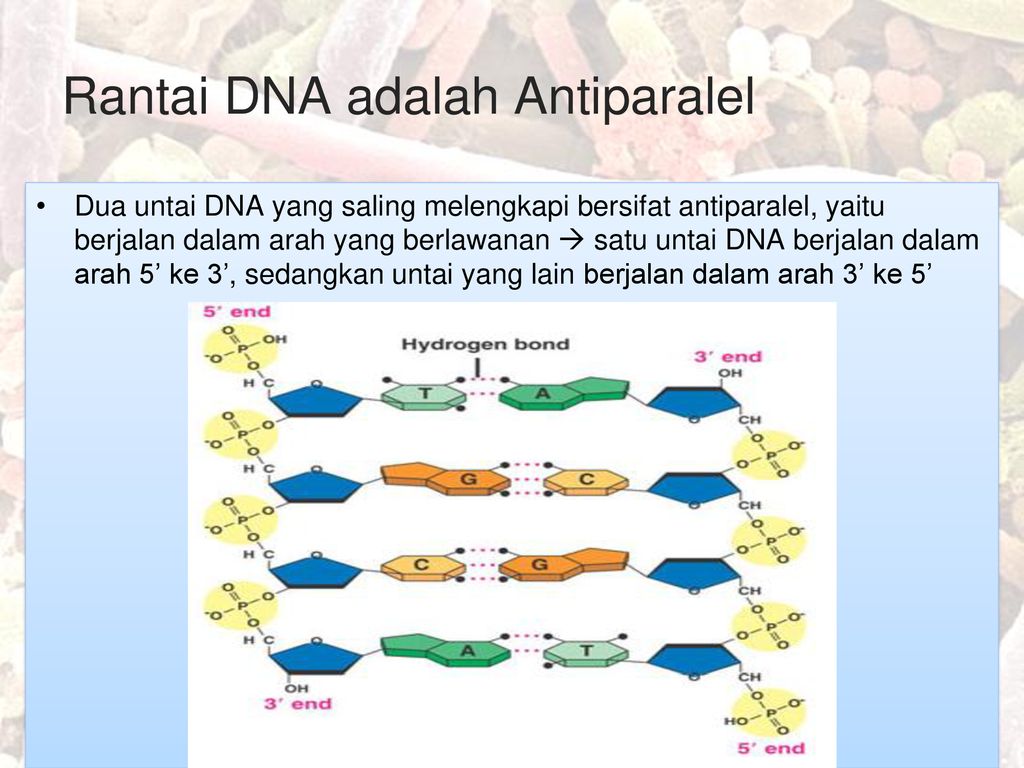 Detail Gambar Rantai Dna Nomer 24