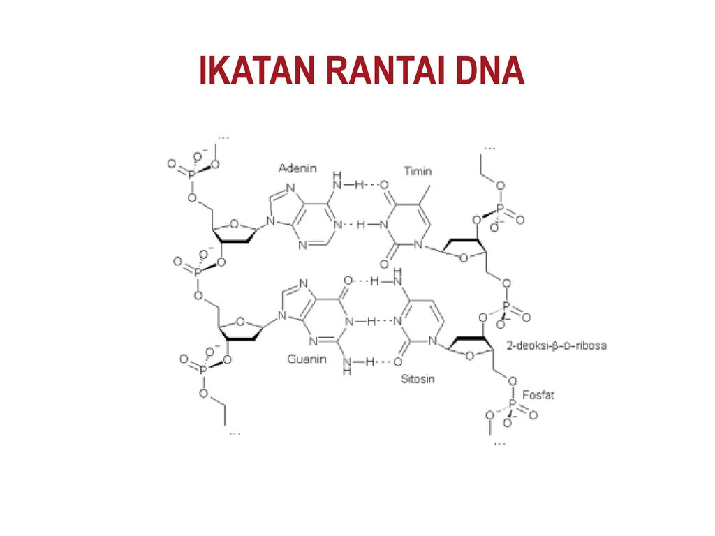 Detail Gambar Rantai Dna Nomer 25