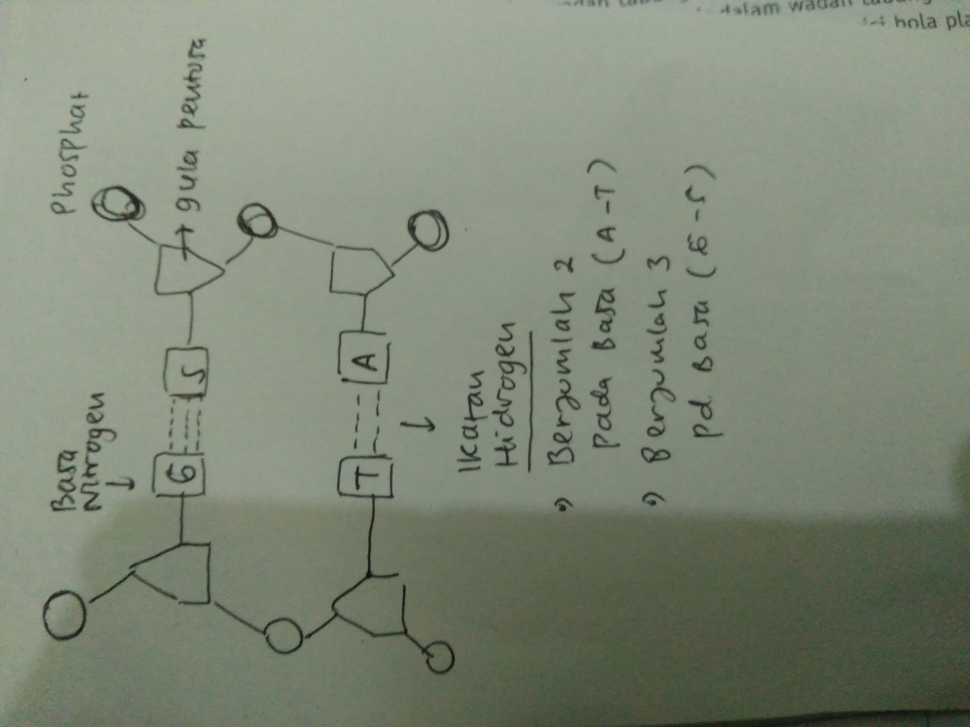 Detail Gambar Rantai Dna Nomer 26