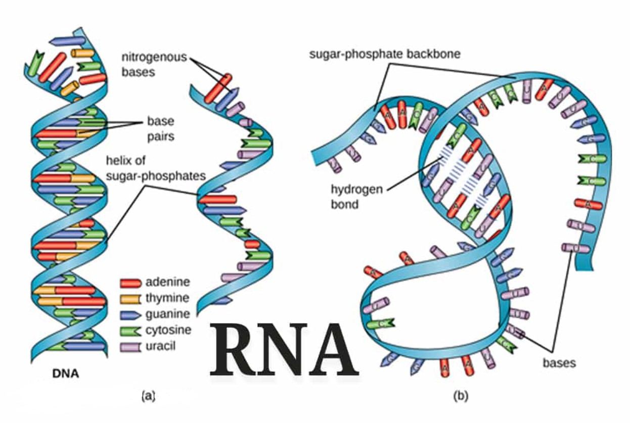 Detail Gambar Rantai Dna Nomer 28