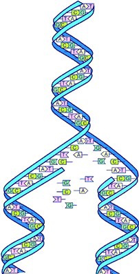 Detail Gambar Rantai Dna Nomer 30