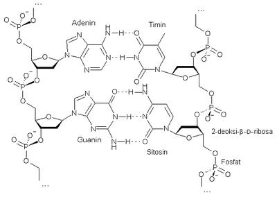 Detail Gambar Rantai Dna Nomer 36