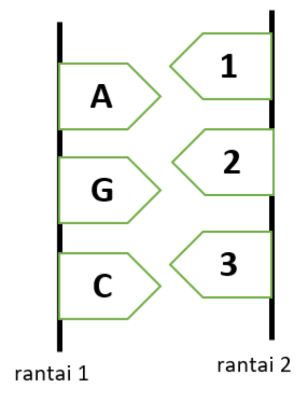 Detail Gambar Rantai Dna Nomer 44