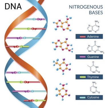 Detail Gambar Rantai Dna Nomer 51