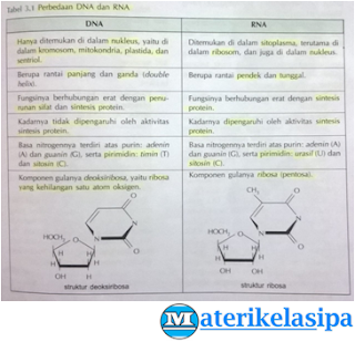 Detail Gambar Rantai Dna Nomer 54