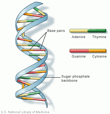 Detail Gambar Rantai Dna Nomer 8