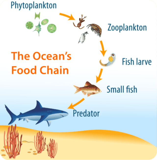 Detail Gambar Rantai Makan Pada Ekosistem Laut Nomer 13