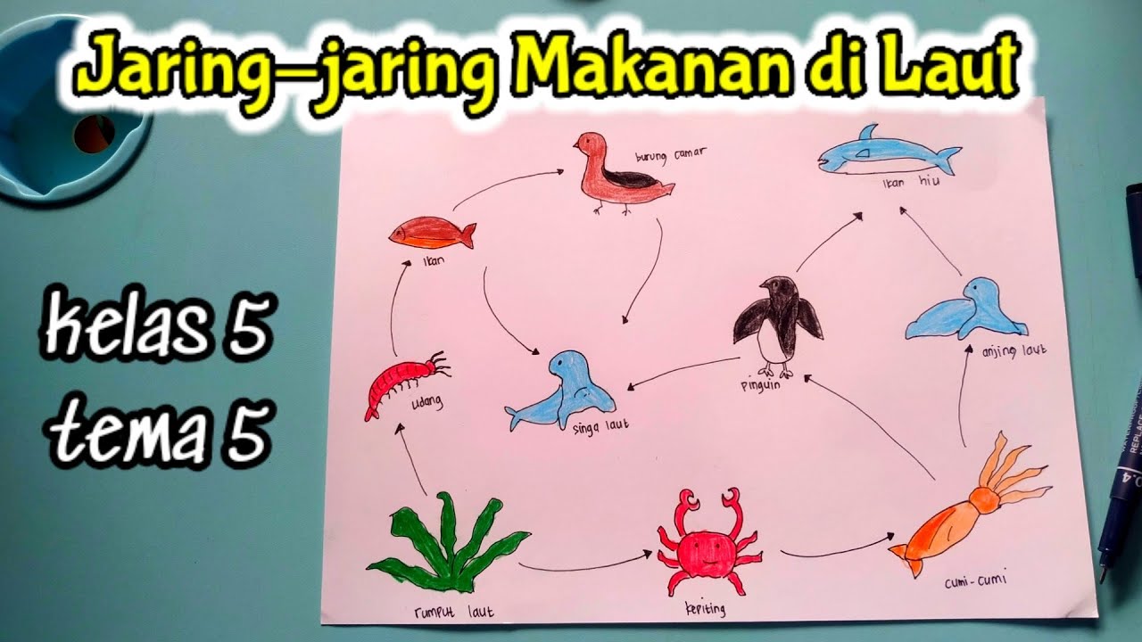 Download Gambar Rantai Makan Pada Ekosistem Laut Nomer 14