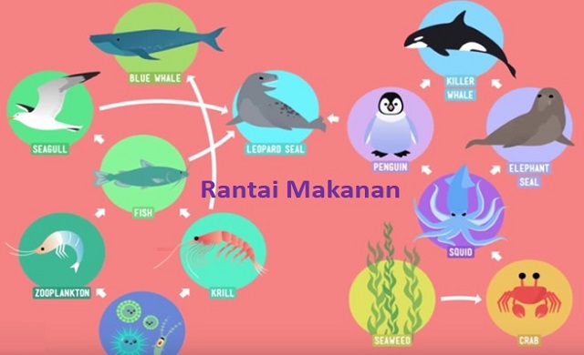 Detail Gambar Rantai Makan Pada Ekosistem Laut Nomer 25