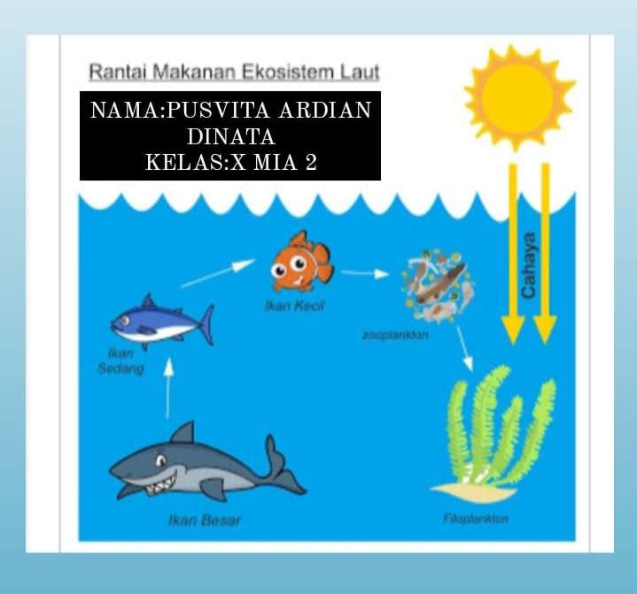 Detail Gambar Rantai Makan Pada Ekosistem Laut Nomer 27