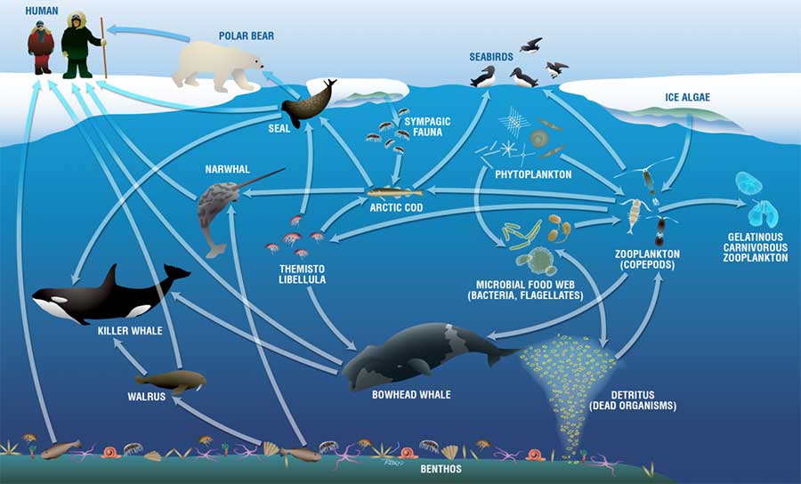 Detail Gambar Rantai Makan Pada Ekosistem Laut Nomer 41