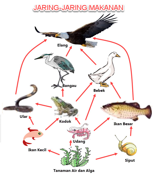 Detail Gambar Rantai Makan Pada Ekosistem Laut Nomer 42