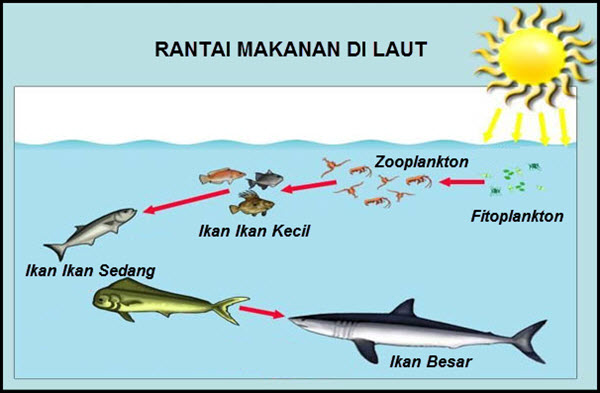 Detail Gambar Rantai Makan Pada Ekosistem Laut Nomer 6