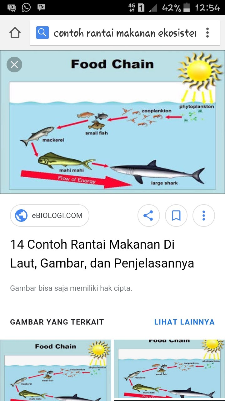 Detail Gambar Rantai Makan Pada Ekosistem Laut Nomer 48